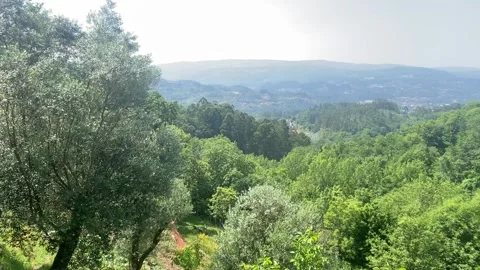 Scenic view of trees and greenery with distant hill and blue sky 🌳🏞️ Stock Footage 310909641