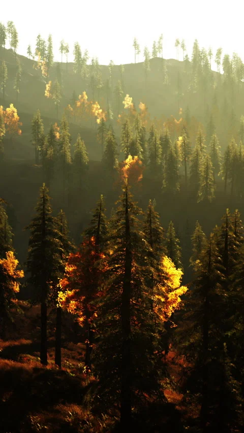 Scenic view of trees with fall colors in a forest during daylight Stock Footage 338390457
