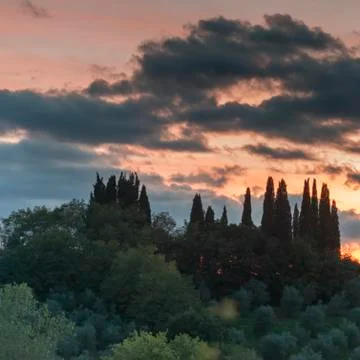 Scenic view of trees in forest during sunset, Siena, Tuscany, Italy Stock Photos