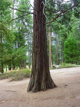 Scenic view of trees with massive tree trunks seen in Yosemite National Par.. Stock Photos