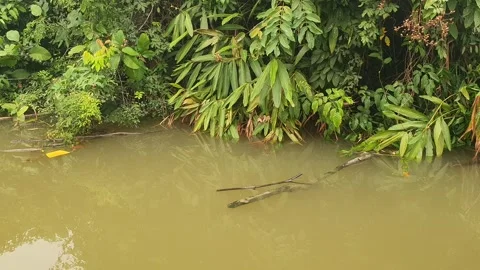 Scenic view of a tropical river and lush green trees in West Kalimantan Stock Footage 346301900