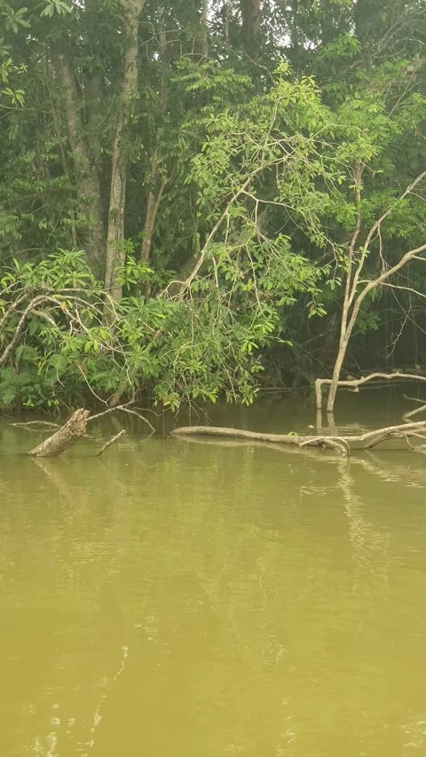 Scenic view of a tropical river and lush green trees in West Kalimantan Stock Footage 346306809