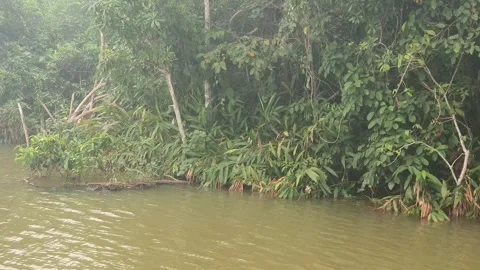 Scenic view of a tropical river and lush green trees in West Kalimantan Stock Footage 346331781