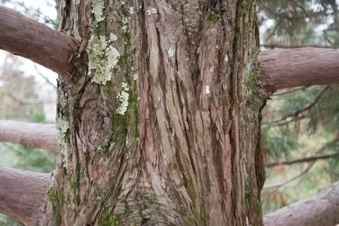 A scenic view of the trunk of a giant Sequoia, also known as giant sequoias o Stock Photos
