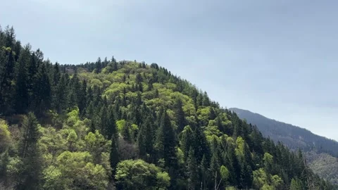 Scenic View of Verdant Mountain Forest in Jiuzhaigou Valley, Sichuan 스톡 동영상 336878908