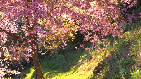 Scenic view of vibrant cherry blossom tree in full bloom over lush Видео 280177656