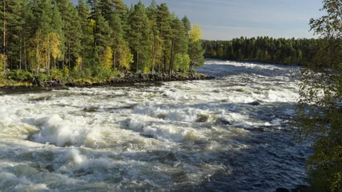 Scenic view of the Vindel river flowing fast through a beautiful pine fores.. Stock Footage 323969929