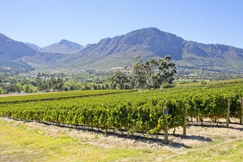 Scenic view of vineyard Stockfoto's