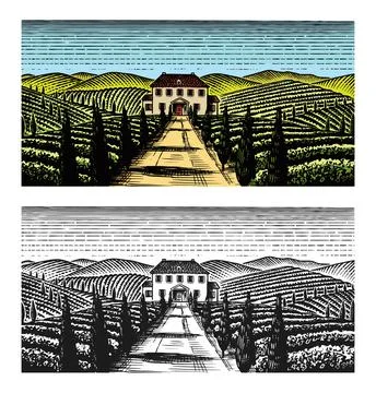 Scenic view of vineyards. Fields and hills of Tuscany. Panoramic vine plantation Stock Illustration