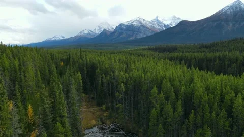 Scenic View of water in a mountain forest lake with pine trees. Stock Footage 200349111