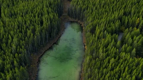Scenic View of water in a mountain forest lake with pine trees. Stock Footage 224238614