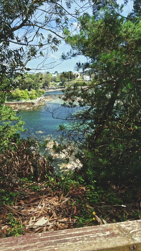 Scenic view of water through dense foliage Stock Footage 278045405