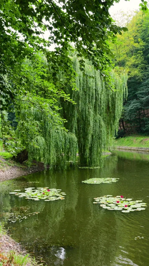 Scenic view of a weeping willow tree leaning over a calm pond. Stock Footage 340534454