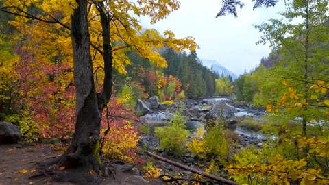 Scenic view of Wenatchee river landscape in North Cascades national forest .. Stock Footage 320517187