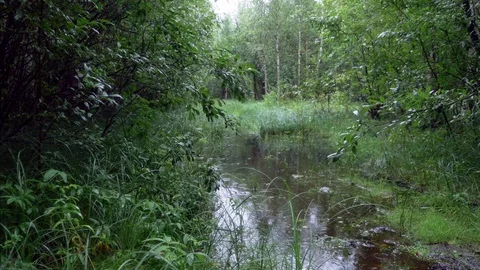 Scenic view of wet forest in bad rainy weather Video stock 92517088