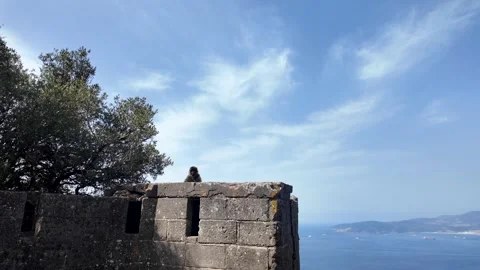 Scenic view of a wild macaque monkey on the Rock of Gibraltar Stock Footage 346470876