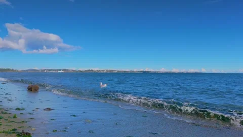 Scenic view of Willows Beach with a seagull near the shoreline Stock Footage 293816485