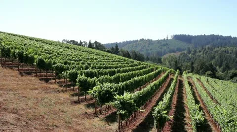 Scenic View of Winery Vineyard on Rolling Hills in Oregon 1080p 스톡 동영상 12078857