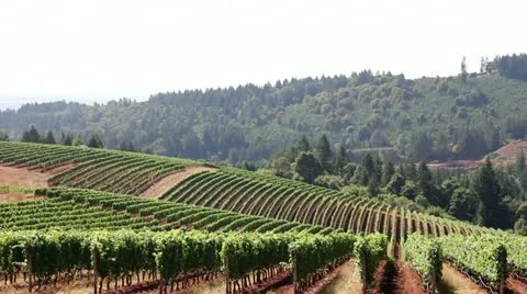 Scenic View of Winery Vineyard on Rolling Hills in Oregon 1080p Panning Stock Footage 12079092