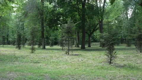 Scenic View of Young Coniferous Trees in a Lush Green Summer Park Vídeos de archivo 336747223