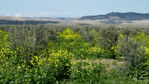 Scenic view of young olive trees and blooming field under a blue sky Vídeo Stock 333472929
