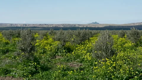 Scenic view of young olive trees and blooming field under a blue sky Vídeo Stock 333472933