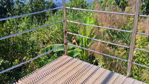 Scenic viewpoint platform overlooking lush greenery Vídeo Stock 331657253
