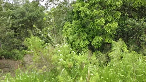 Scenic views of the pristine forests and valleys of Sri Lanka Stock Footage 315337010