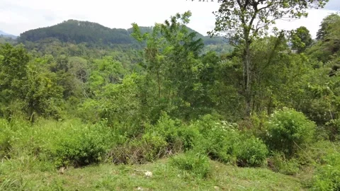 Scenic views of the pristine forests and valleys of Sri Lanka Stock Footage 315337037