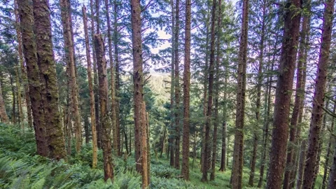 Scenic views of Silver Falls State Park waterfalls and dense forest in Oregon Ca Stock Footage 309294738