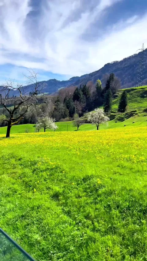 Scenic views from a train window as it glides past blooming meadows and majestic 動画素材 311911036