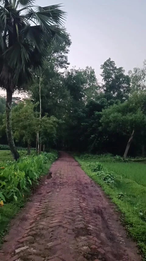 Scenic Village Pathway with Palm Tree in Bangladesh - Vertical Nature Stock Foot Stock Footage 337723064