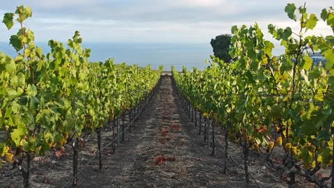 Scenic vineyard landscape overlooking the ocean during daylight hours Stock Footage 337686654