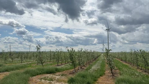 Scenic Vineyard Landscape Under Dramatic Cloudy Sky Video stock 335807505