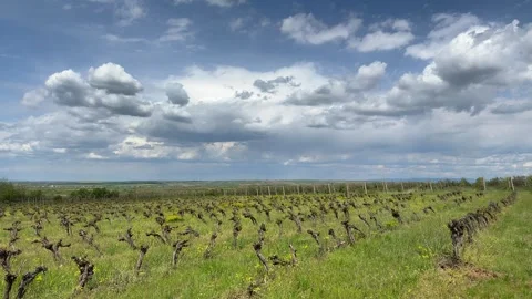 Scenic Vineyard Landscape Under Dramatic Cloudy Sky Stock Footage 335808003
