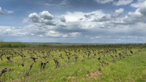 Scenic Vineyard Landscape Under Dramatic Cloudy Sky Stock Footage 335808133