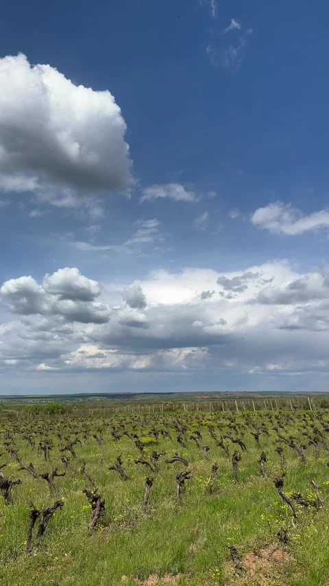 Scenic Vineyard Landscape Under Dramatic Cloudy Sky Stock Footage 335811020