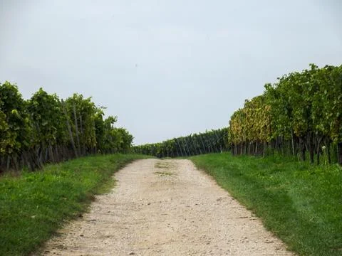 Scenic Vineyard Pathway Stock Photos