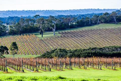 Scenic vineyard surrounded by eucalyptus trees in Australia Stock Photos