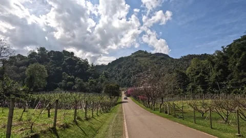 Scenic Vineyard Walk Vídeos de archivo 284407980
