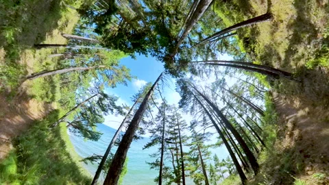 A Scenic Walk Through a Sunlit Forest Near a Lake. Stock Footage 292865114