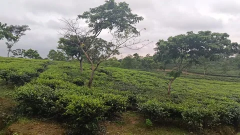 Scenic Walking Path Inside a Lush Green Tea Garden Stock Footage 339377314