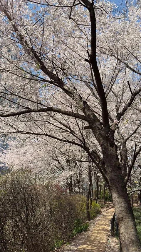 Scenic Walking Path Shaded by Large Cherry Blossom Trees Stock Footage 337562595