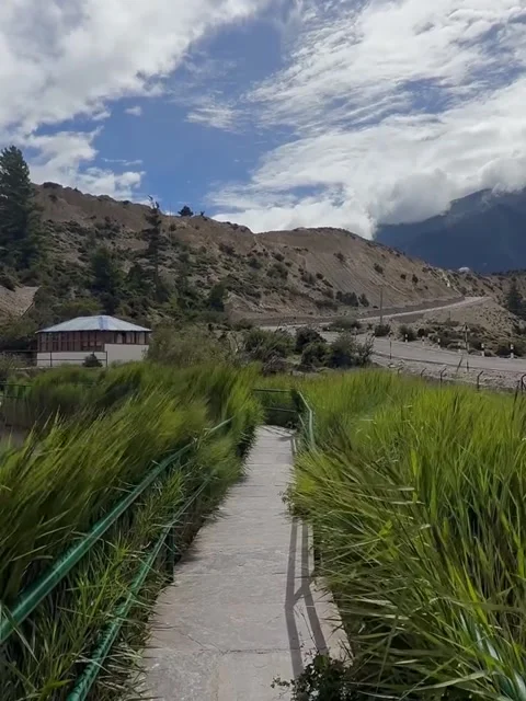 Scenic Walking Path Through Tall Green Grass Stock-Footage 341629791