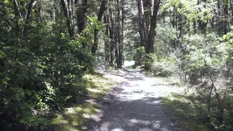 Scenic walking track Stock Footage 328437281