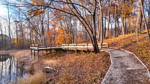 Scenic walking trail in Maybery state park in Novi, Michigan Stock Footage 255993435