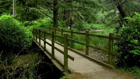 Scenic walking trail through lush green rainforest in Oregon countryside. Stock Footage 280736961