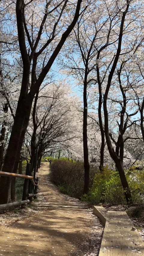 Scenic Walking Trail Under Cherry Blossom Tree Canopy Stock Footage 337557638