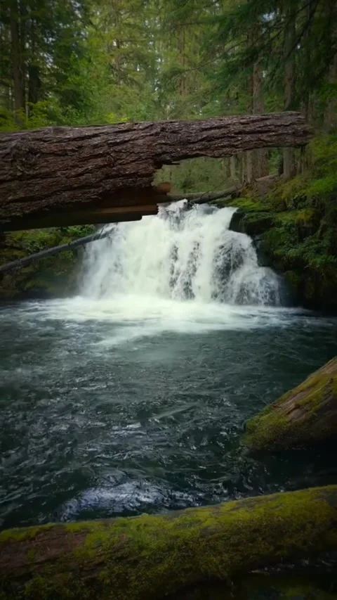 Scenic waterfall cascading into a dark forest pool framed by mossy fallen logs Vidéo 334163223