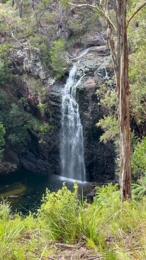 Scenic Waterfall Cascading into Pool in Australian Forest Stock Footage 345485239